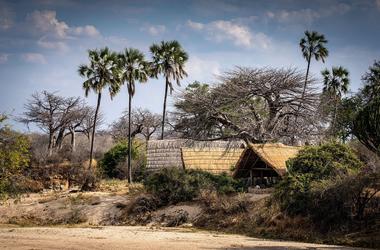 Tanzania – 4-day Ruaha Safari with Mwagusi Safari Camp – Tailored Fly-in